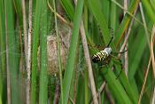 tijgerspin (argiope bruennichi)